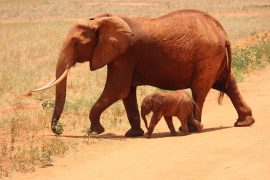 elephant-cub-kenya-savanna-66898